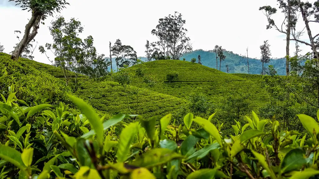 Teeplantage Ella - Sri Lanka Teeplantage Ella - Sri Lanka