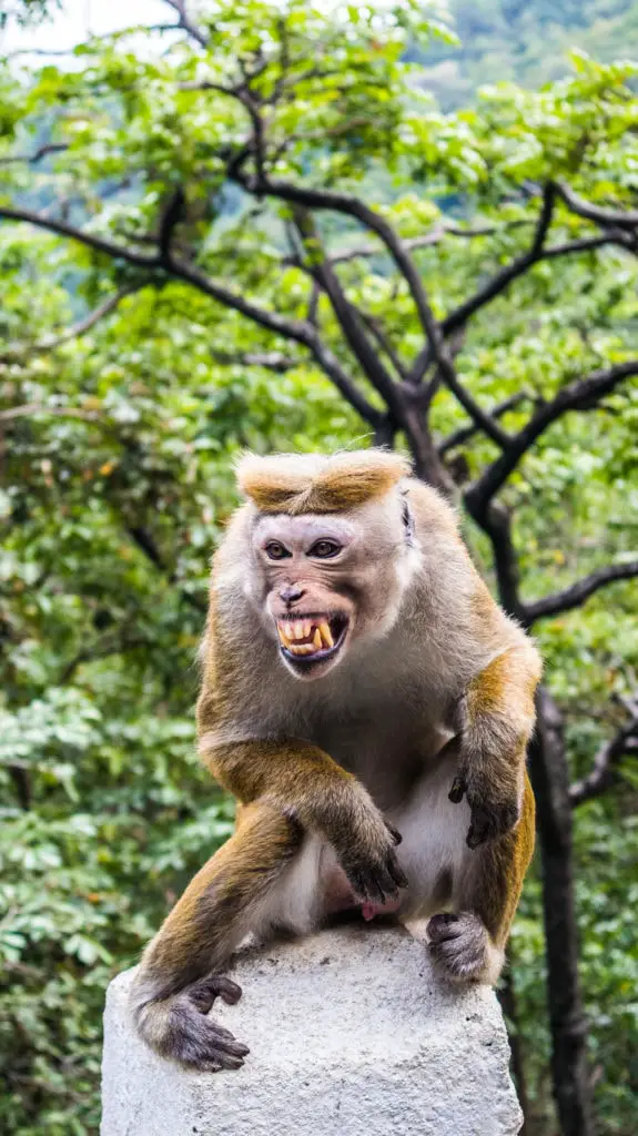 Makake Affe am Straßenrand Makake Affe am Straßenrand