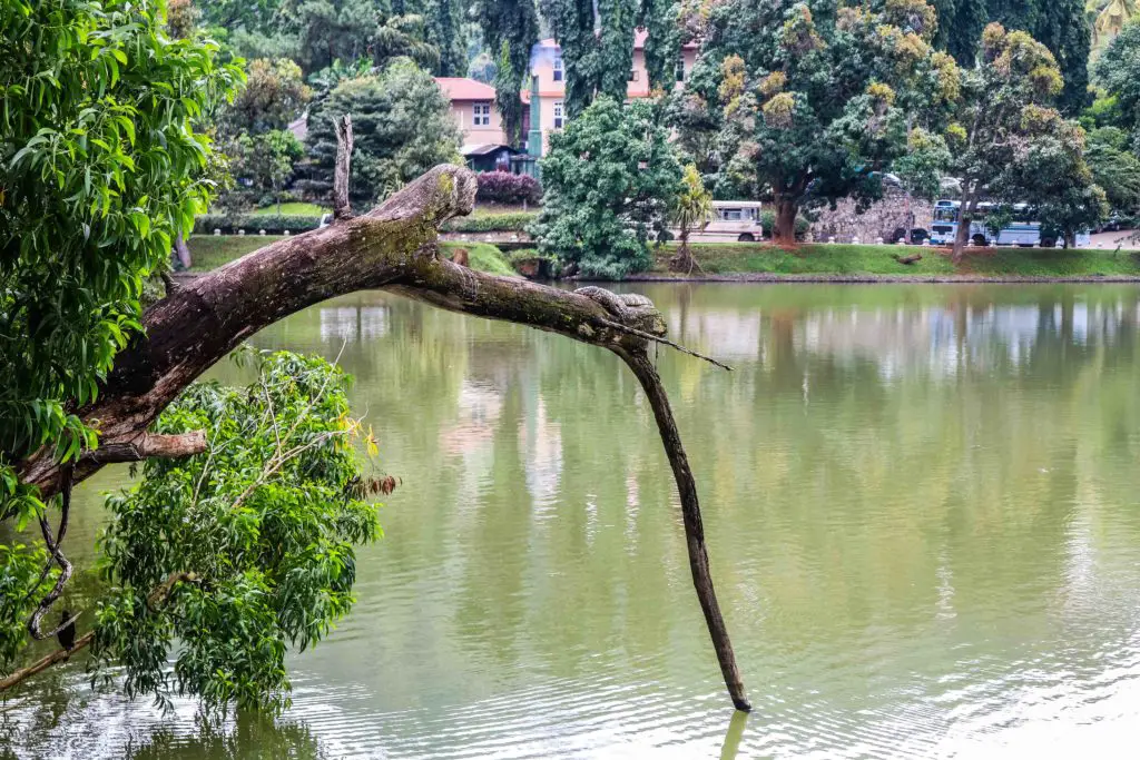 Waran am Kandy Lake Sri Lanka Waran am Kandy Lake Sri Lanka